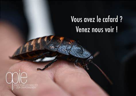 OPIE Office pour les insectes et leur environnement